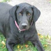 Picture of a black lab.