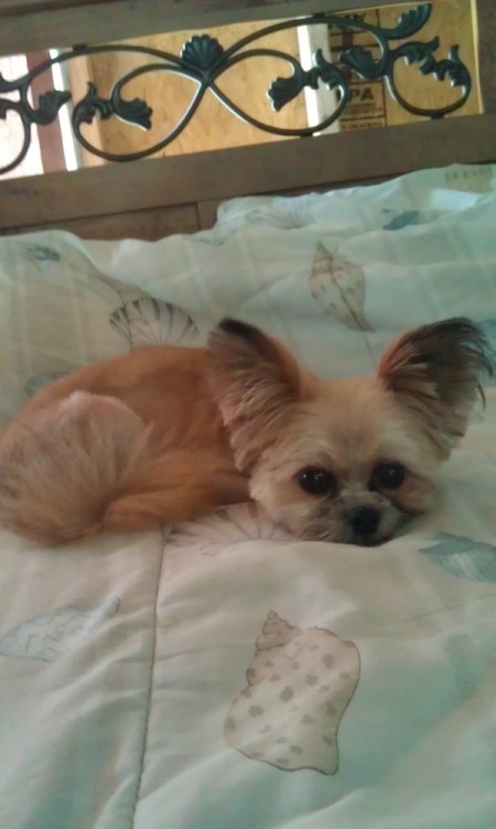 George, Pomeranian Shih Tzu, Laying on bed