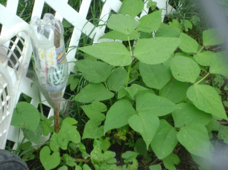 Plant against a white trellis and glass decoration