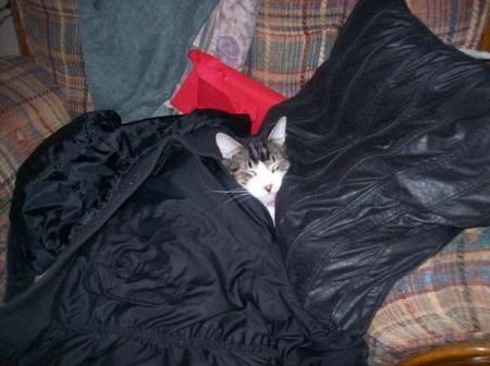 A Maine Coon cat wrapped in a sleeping bag.