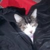 A Maine Coon cat wrapped in a sleeping bag.