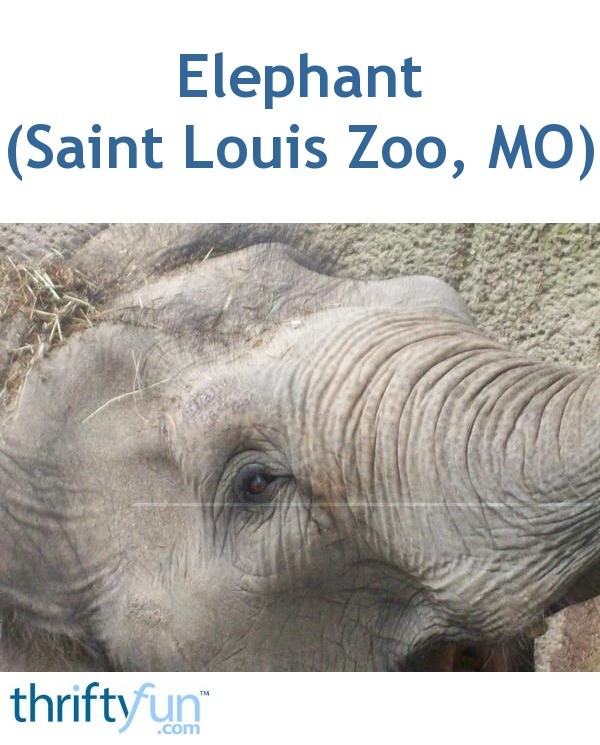 St Louis Zoo Halloween 2020