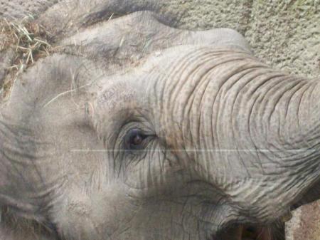 Close Up of Elephant at the Zoo