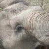 Close Up of Elephant at the Zoo