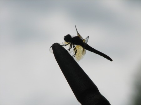 Silhouetted Dragonfly on Flag Pole