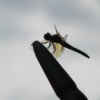 Silhouetted Dragonfly on Flag Pole