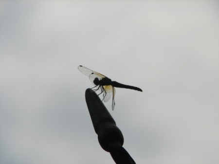 Another Silhouetted Dragonfly on Flag Pole