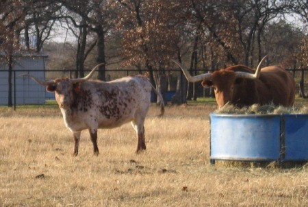 Longhorn cattle grazing.