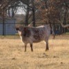 Longhorn cattle grazing.