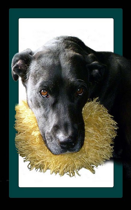 Emma the Lab and Her Favorite Toy with a Border Around Picture