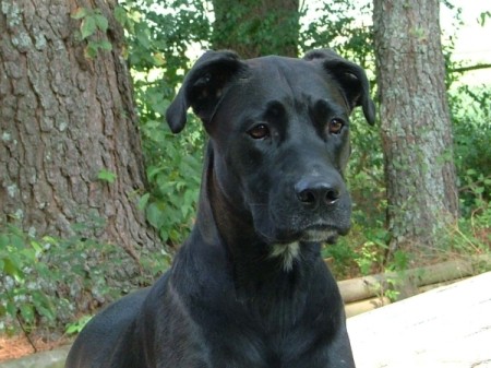 Emma the Lab in the Woods