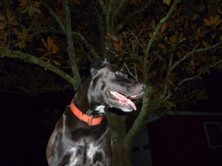 Emma the Lab at Night With a Tree in the Background