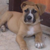 Dog with one ear flopped over head, lying on tile floor.
