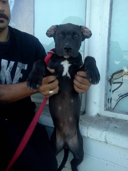 Man holding a puppy up on his hind legs.