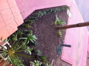 View of garden from the top of the stairs.