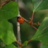 Ladybug on Branch