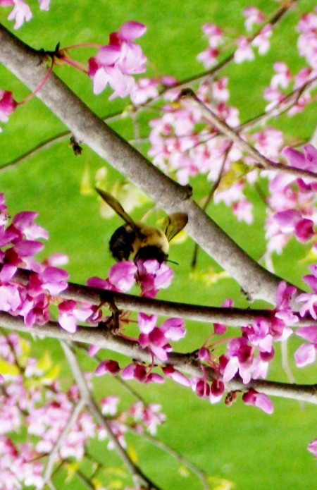 Bumblebee on Pink Flowers