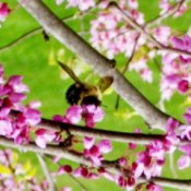 Bumblebee on Pink Flowers