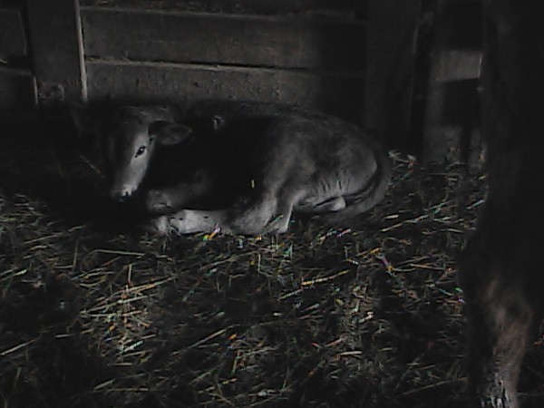 Black and White IMage of Calf Laying on Hay on Barn