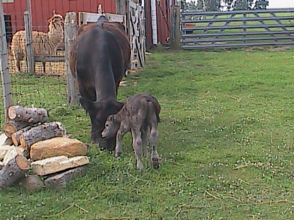 Calf Grazing With It's Mother