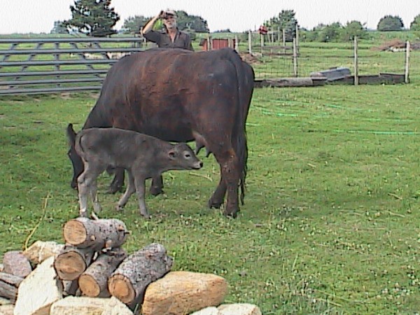 Calf Feeding from It's Mother