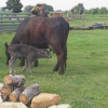 Calf Feeding from It's Mother