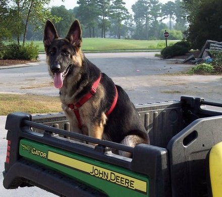 Loki the German Shepherd Sitting in the Back of a Tractor