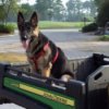 Loki the German Shepherd Sitting in the Back of a Tractor