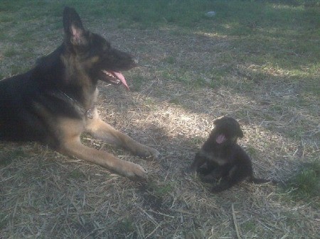 Loki the German Shepherd Laying Down Near a Puppy