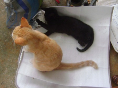 Orange kitten and black kitten on auto sun shield