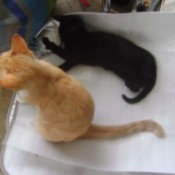 Orange kitten and black kitten on auto sun shield