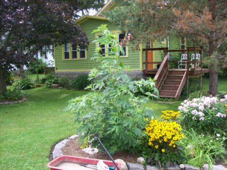 Giant Rag Weed in Garden