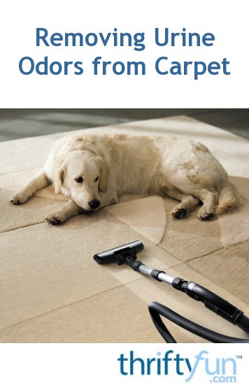 Cleaning Urine Odors From Carpet Thriftyfun