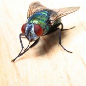 Closeup of green bodied house fly.