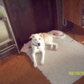 White dog with yellow ears lying on a rug.
