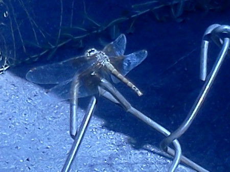 Dragonfly on Chain Link Fence