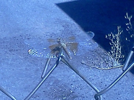 Same Dragonfly on Chain Link Fence