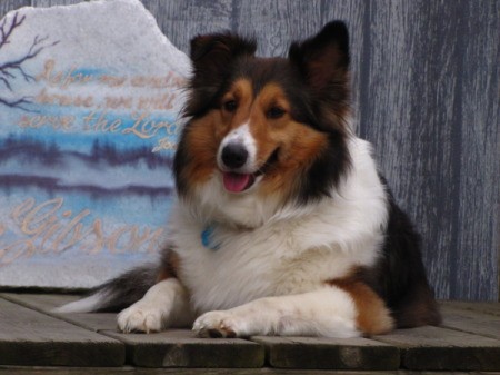 Ellee the Sheltie Laying in Front of Wooden Background