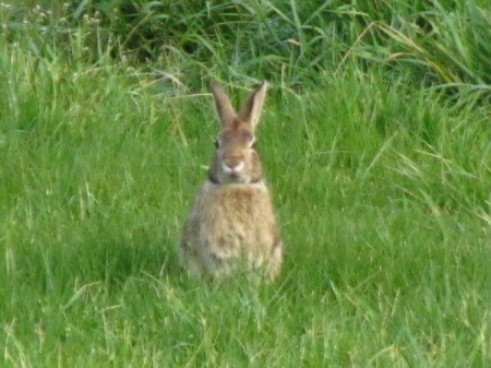 Wild Rabbit in Grass Field