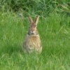 Wild Rabbit in Grass Field
