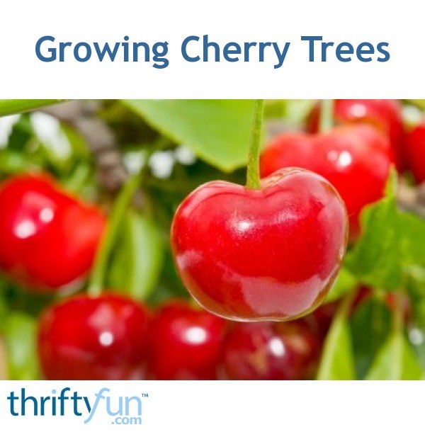 Growing Cherries (Cherry Trees) | ThriftyFun