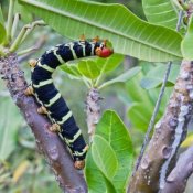 Caterpillar eating a leaf.