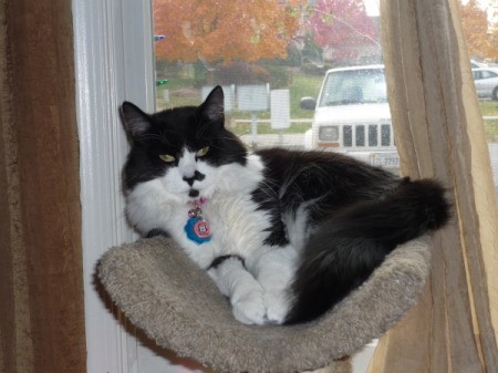 Black and white cat on cat tree.