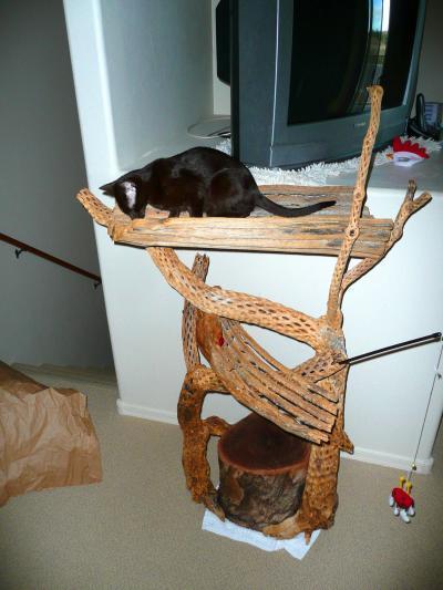 Photo of a homemade rustic cat tree made with wood.