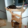 Photo of a homemade rustic cat tree made with wood.