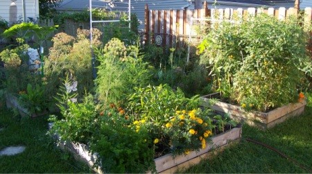 Raised bed vegetable garden.