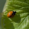 Lady Bug on a Green Leaf