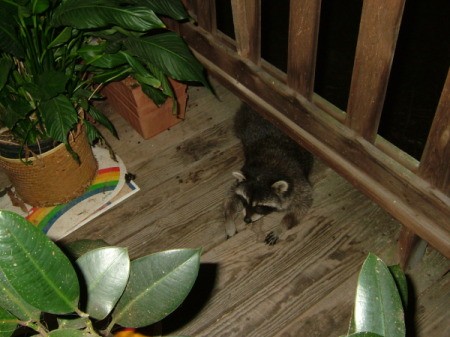 A friendly raccoon on a porch.