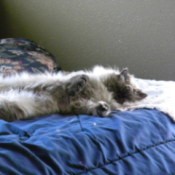 Fluffy a Himalayan Seal Persian Laying on the Bed