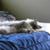 Fluffy a Himalayan Seal Persian Laying on the Bed